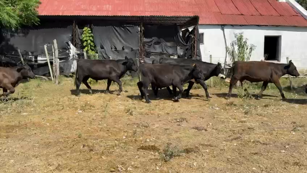 Lote NOVILLOS 1 a 2 AÑOS