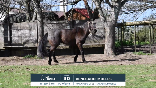 Lote RENEGADO MOLLES
