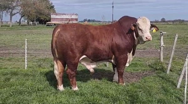 Lote Cabaña Maivarepa de Spiazzi