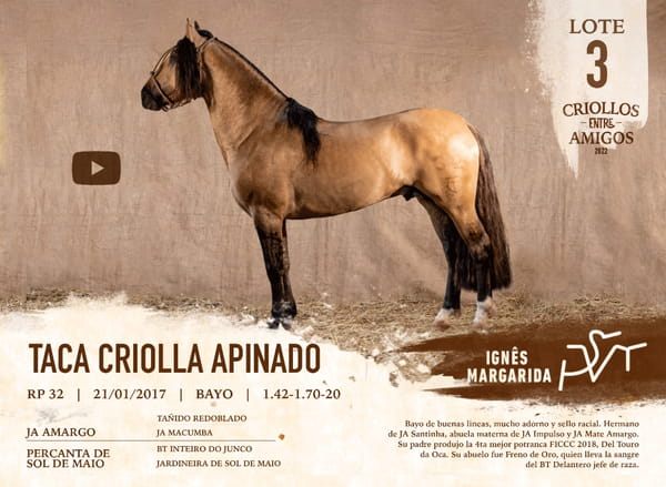 Lote TACA CRIOLLA APINADO RP 32
