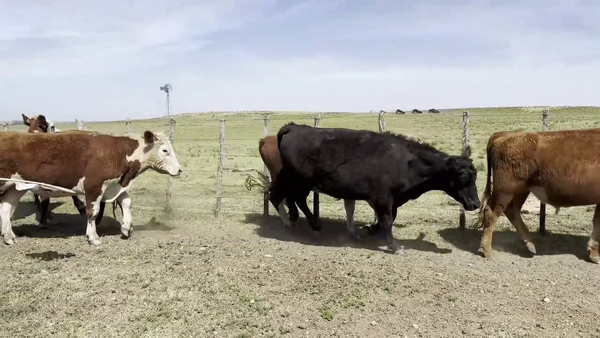 Lote NOVILLOS 2-3 AÑOS