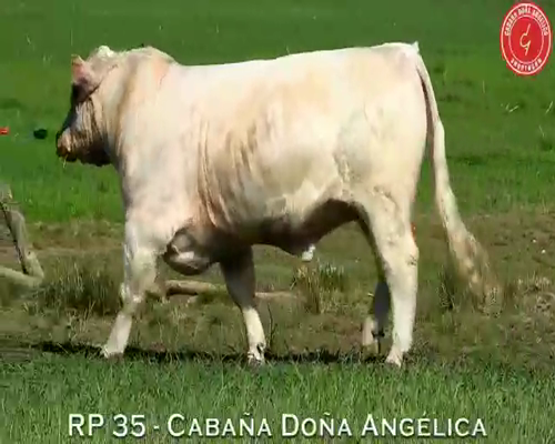 Lote Toro Shorthorn PC- Cabaña Doña Angelica - RP35