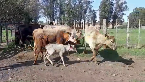 Lote (Vendido)8 Piezas de cría cruzas en RUTA 50 KM. 12,500