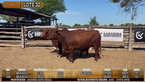 Lote LOTE 30