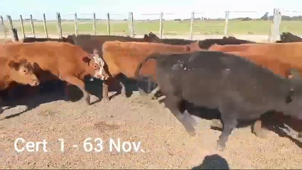 Lote NOVILLOS DE 1 A 2