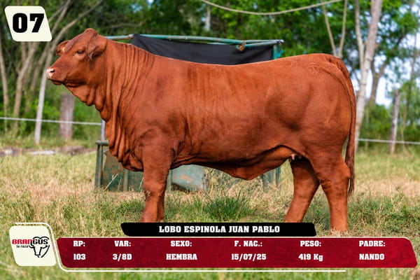 Lote LOTE 7 -JUNIOR