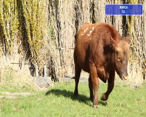 Lote 1 Toro en Río Ibáñez, XI Región Aysén