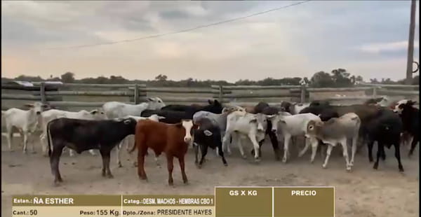 Lote 22º Entre Martillos - Lote 27