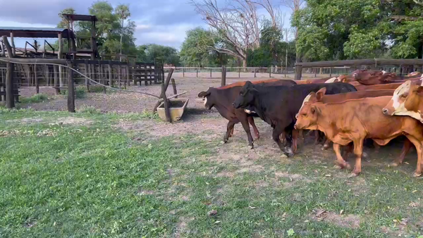 Lote 100 Terneros/as en Resistencia, Chaco