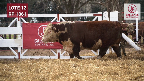 Lote Toro PR