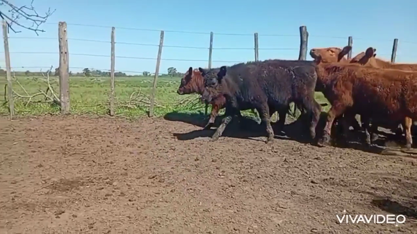 Lote 34 Terneros