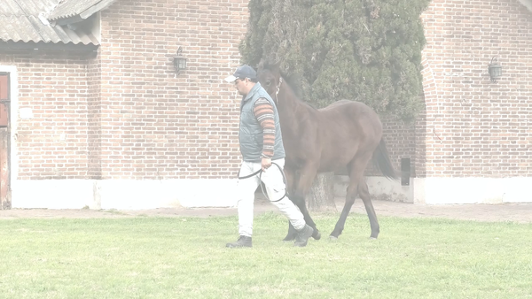 Lote BROMA (WINNING PRIZE -  BIOMA)