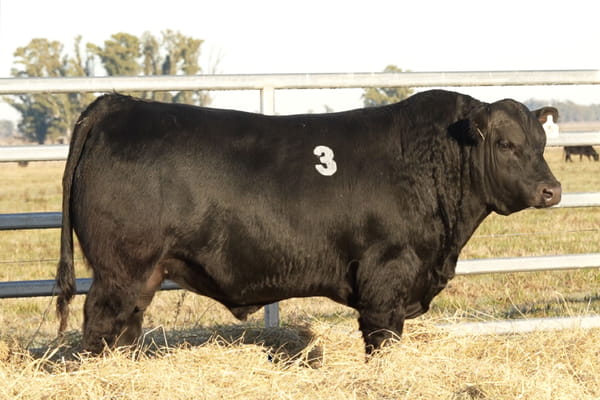 3 — TOROS ANGUS PUROS CONTROLADOS