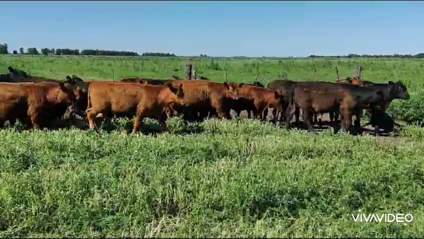 Lote 70 Terneros en Magdalena, Buenos Aires