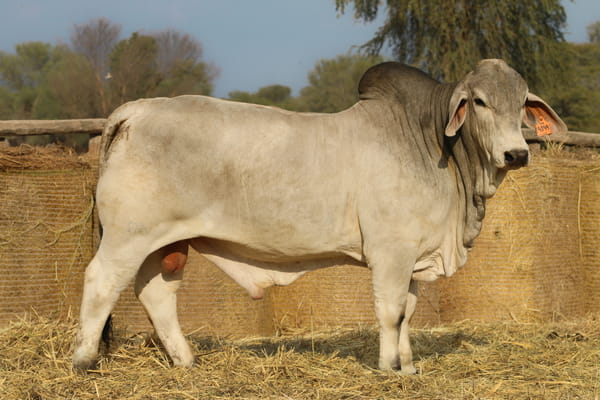 Lote LOTE 19
