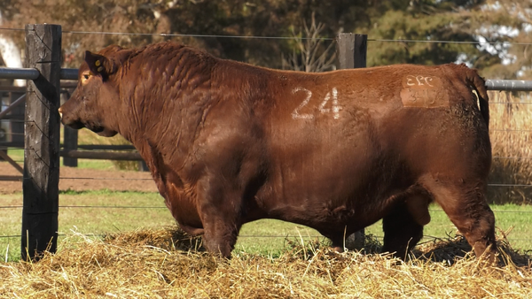 Lote TOROS ANGUS PURO CONTROLADO