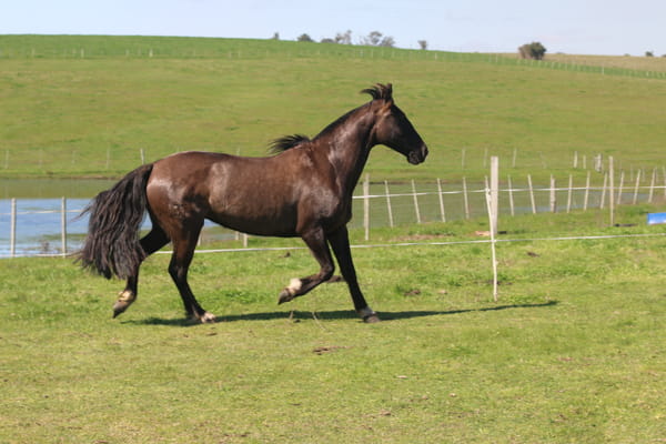 Lote SANTA GLORIA RATONERA