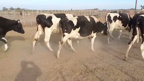 Lote 7 Vaquillonas preñadas Holando Argentino en Brinkmann, Córdoba