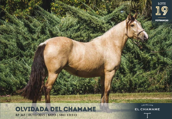 Lote OLVIDADA DEL CHAMAME