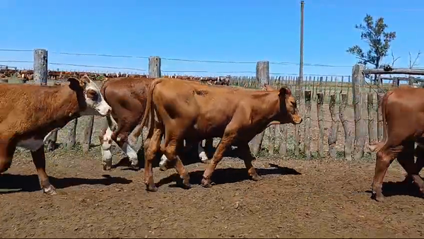 Lote 88 Novillitos