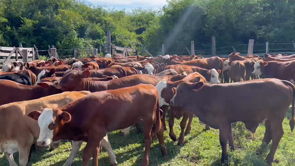 Lote 85 Terneros/as en Corrientes, Tabay