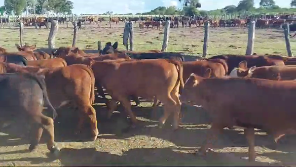 Lote 75 Terneros