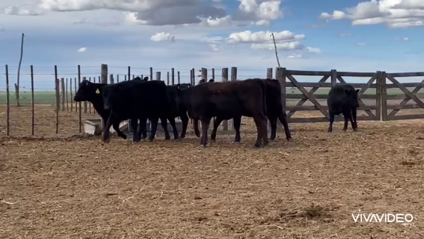 Lote 136 Terneras en Trenque Lauquen, Buenos Aires