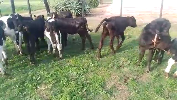 Lote 10 terneros holando