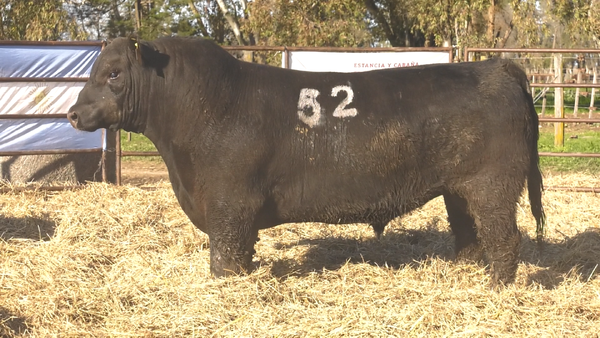 Lote TOROS ANGUS NEGROS  PC