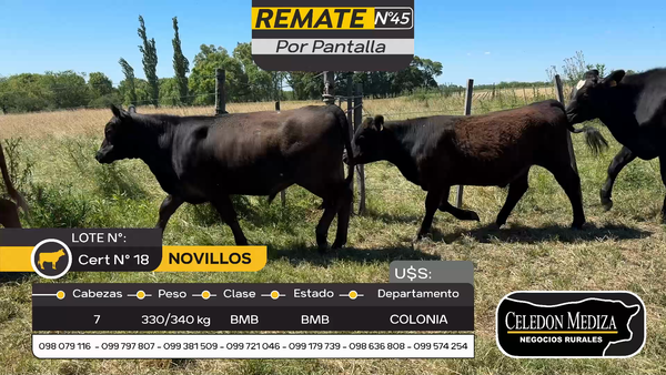 Lote 7 Novillos en Otra Localidad, Colonia