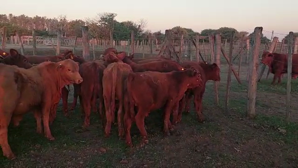 Lote 24 Terneros en Santa Fe, Palacios