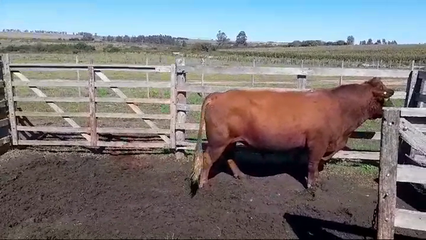 Lote Toros ANGUS 600kg -  en LA LAGUNA