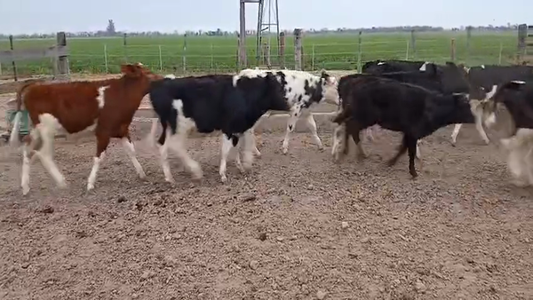 Lote 24 Terneros Holando Argentino y Montbeliarde en Col. Aldao, Santa Fe