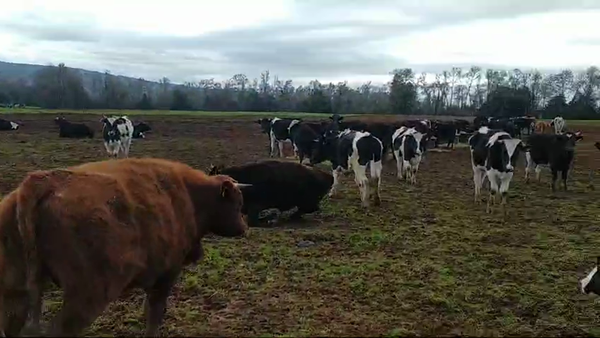 Lote 50 Novillo Engorda en Mariquina, XIV Región Los Ríos