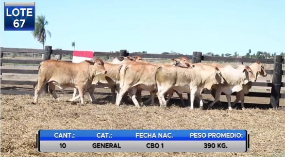 Lote POR PANTALLA - VAQUILLAS BRAHMAN  PARA SERVICIO   -LOTE 67