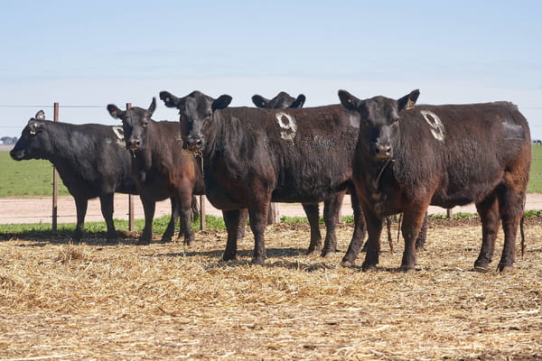 Lote "TRES MOLINOS" VAQUILLAS P.C PREÑADAS