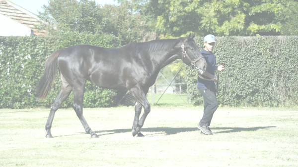 Lote MORO INTENSO (IVAR -  MAS MORA)