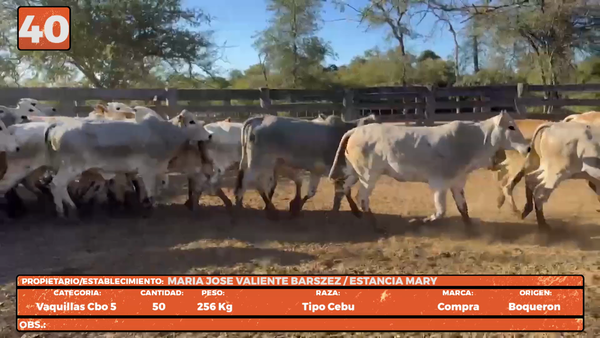 Lote LOTE 40