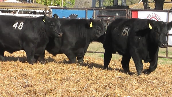 Lote TOROS ANGUS NEGROS PC