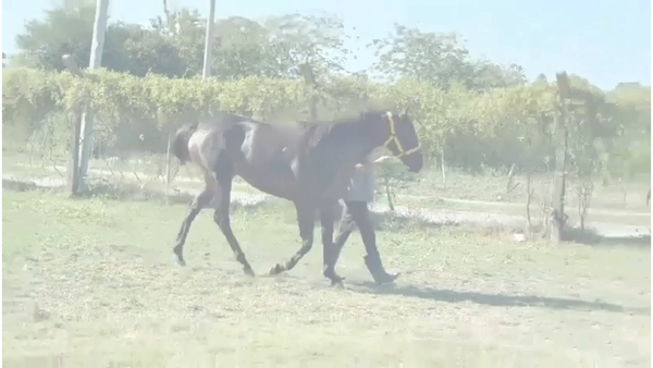 Lote TRAIGO PAZ (EQUAL TALENT  -   RECONCILIATION) EN TRAINING