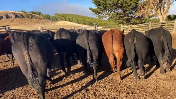 Lote 36 Novillo Gordo en Coyhaique, XI Región Aysén