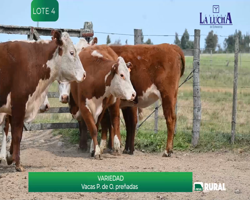 Lote VACAS PREÑADAS