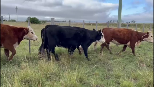 Lote VACAS PREÑADAS