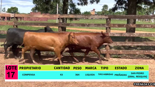 Lote LOTE 17  - 43 VAQUILLAS PREÑADAS CBO 0