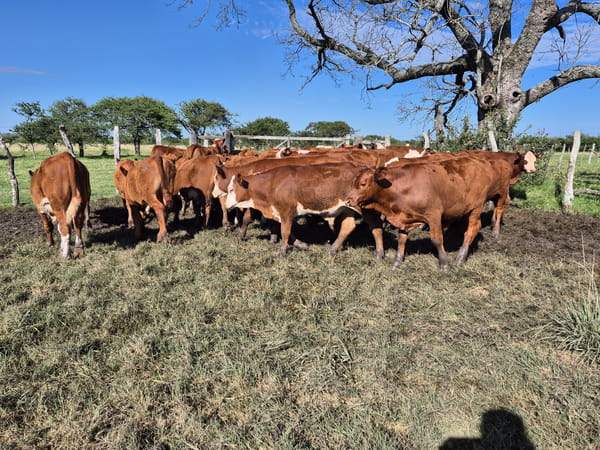 Lote 45 Terneros en Corrientes, Curuzú-Cuatiá