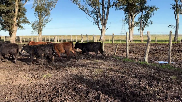 Lote TERNEROS