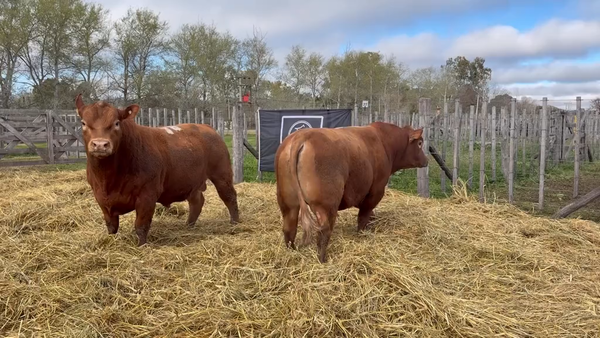 Lote 2 Toros PC