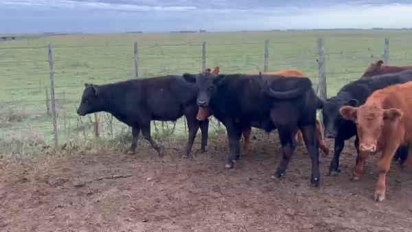 Lote 105 Terneros en Pila, Buenos Aires