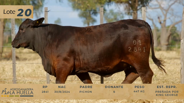 Lote LOTE 20