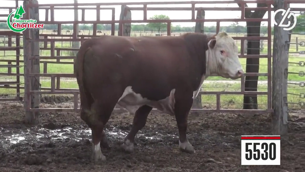Lote Hereford